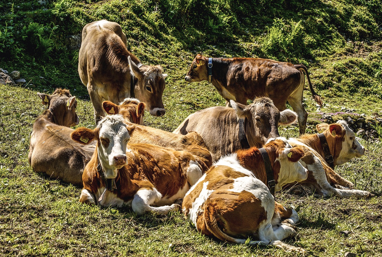 cows, bovine, herd-5290447.jpg
